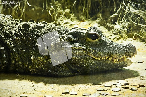 Image of Crocodile