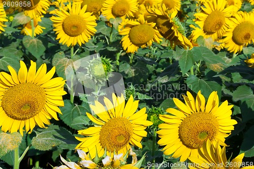 Image of Sunflowers