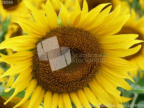 Image of Sunflower 3