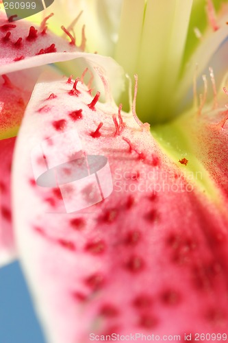 Image of Spotted Stargazer Lily Petals closeup