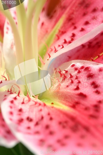 Image of Pink Stargazer Lily macro