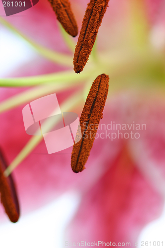 Image of Pink oriental Lily macro