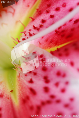 Image of Stargazer Lily closeup