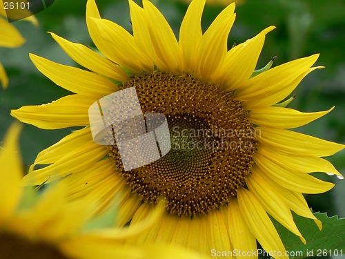 Image of Sunflower 4