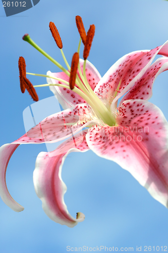 Image of Pink spotted oriental lily