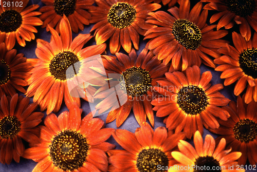 Image of Red Sunflowers