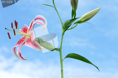 Image of Oriental Lilium - side view