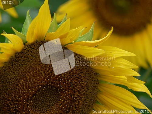 Image of Sunflower 5