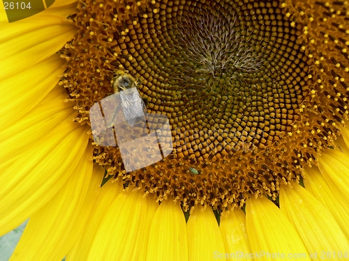 Image of Sunflower and Bee 1