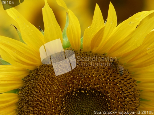 Image of Sunflower and Bee 2