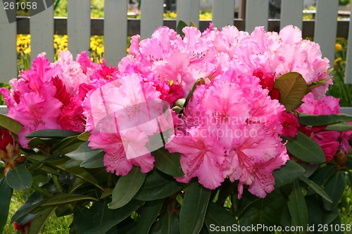 Image of Rhododendron