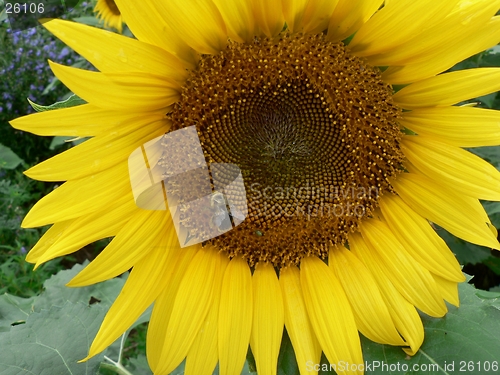 Image of Sunflower and Bee 3