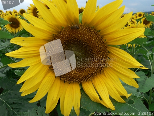 Image of Sunflower and Bee in Field 1