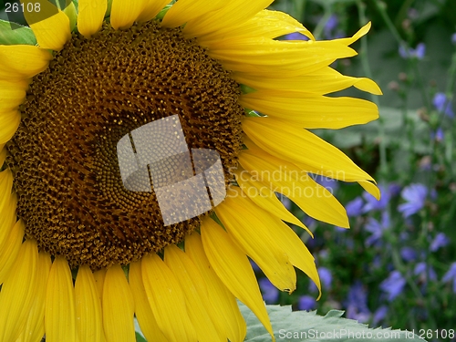 Image of Sunflower and Purple Flowers 1