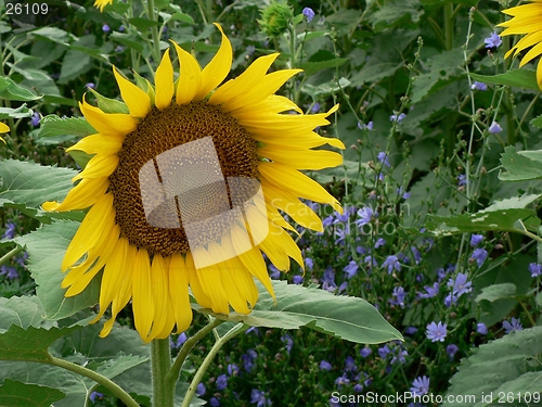 Image of Sunflower and Purple Flowers 2