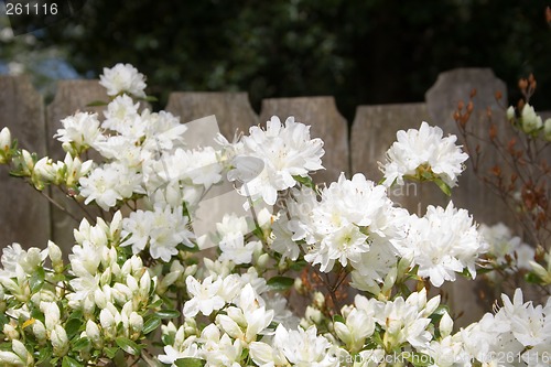 Image of Azaleas