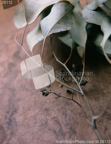 Image of Natural Still Life