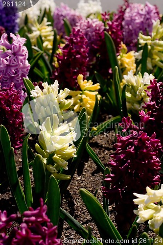 Image of Spring Flowers