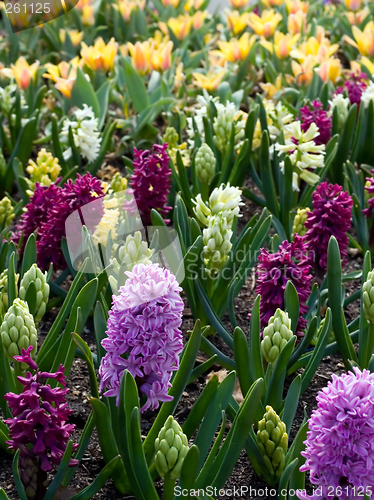 Image of Spring Flowers