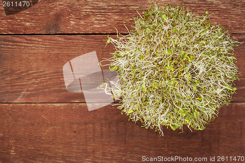 Image of alfalfa and radish sprouts