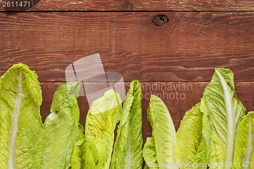 Image of fresh romaine lettuce