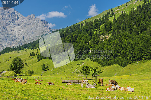 Image of Flock of cows in alps
