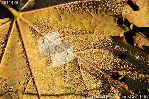 Image of Leaf with dew