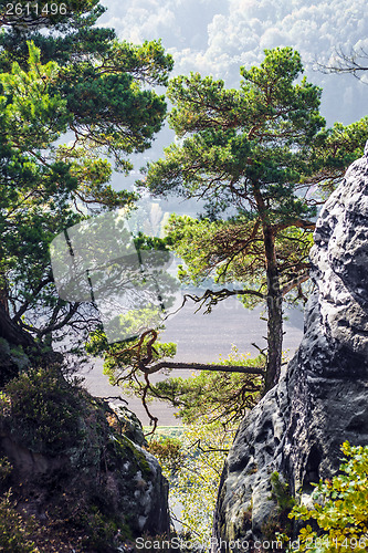 Image of Trees in Saxon Switzerland