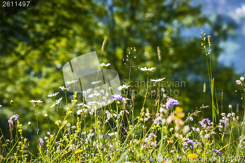 Image of Meadow with wild flowers