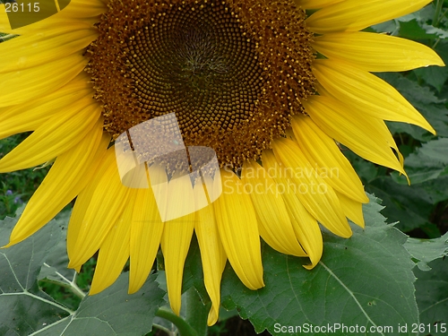 Image of Sunflower Bottom