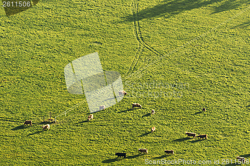 Image of Flock of cows