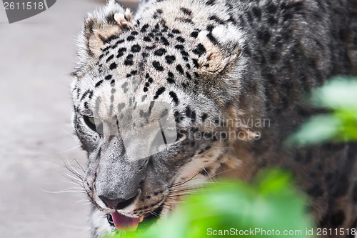 Image of Snow Leopard