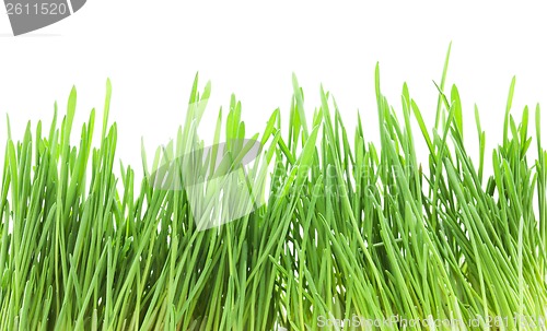 Image of Green grass