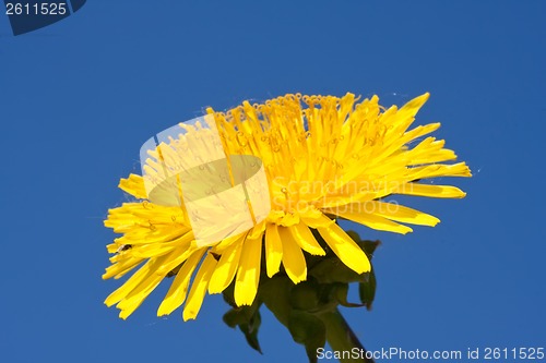 Image of Dandelion