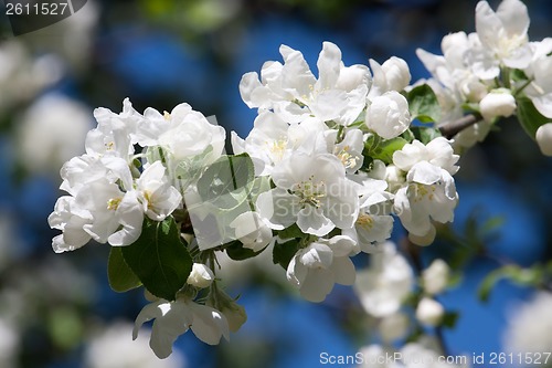 Image of Apple flowers