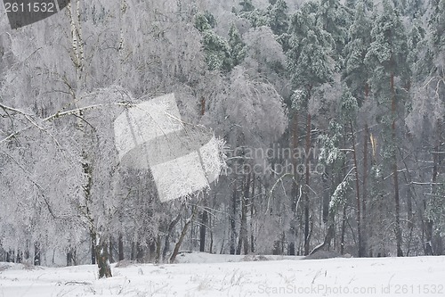 Image of Winter forest