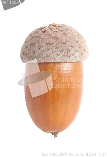 Image of Acorn