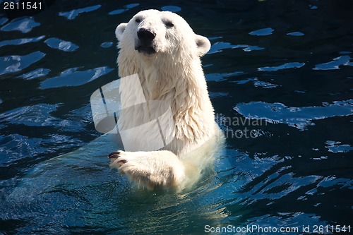 Image of Polar bear