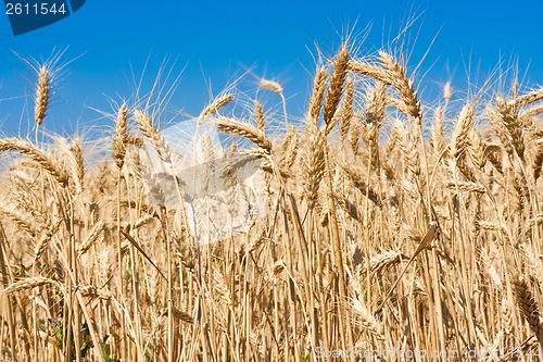 Image of Wheat field