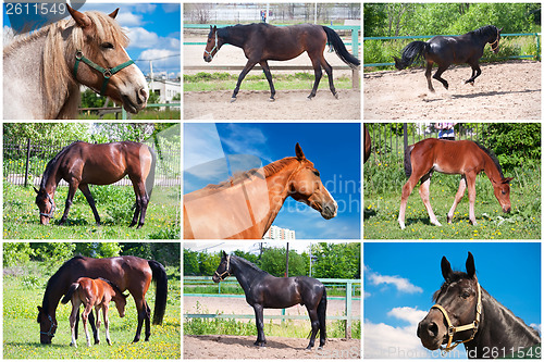 Image of Horse