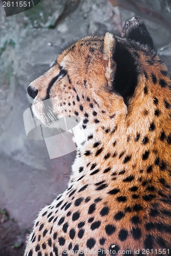 Image of Cheetah