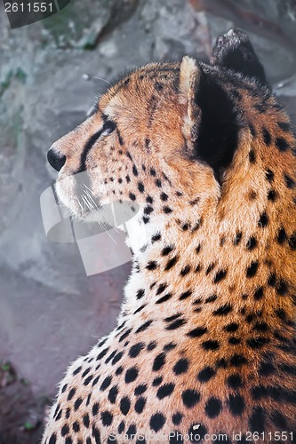 Image of Cheetah