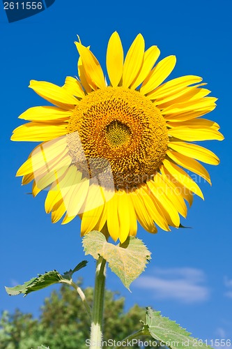Image of Sunflower
