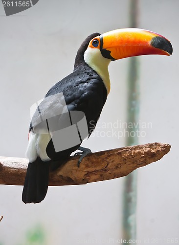 Image of Toucan