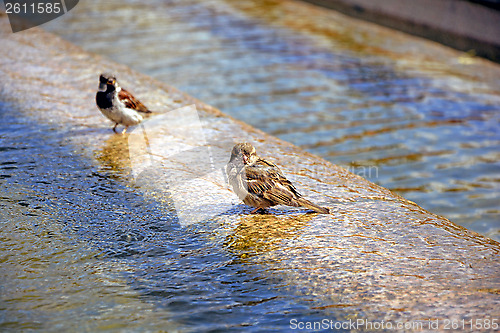 Image of Birds