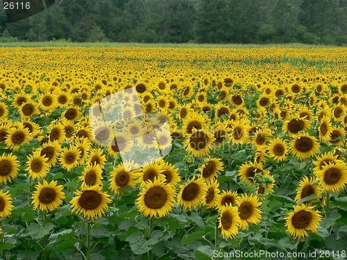 Image of Sunflower Field 1