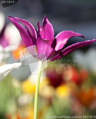Image of Open tulip bud