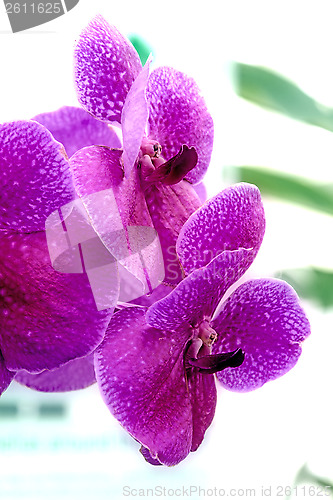 Image of Orchids