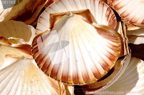 Image of sea shells