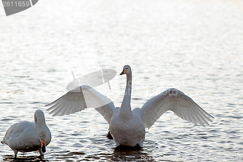 Image of  Whooper Swan spreading wings